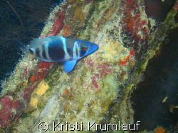 Cool blue fish (dont know) against a rainbow of colors i ... by Kristi Krumlauf 